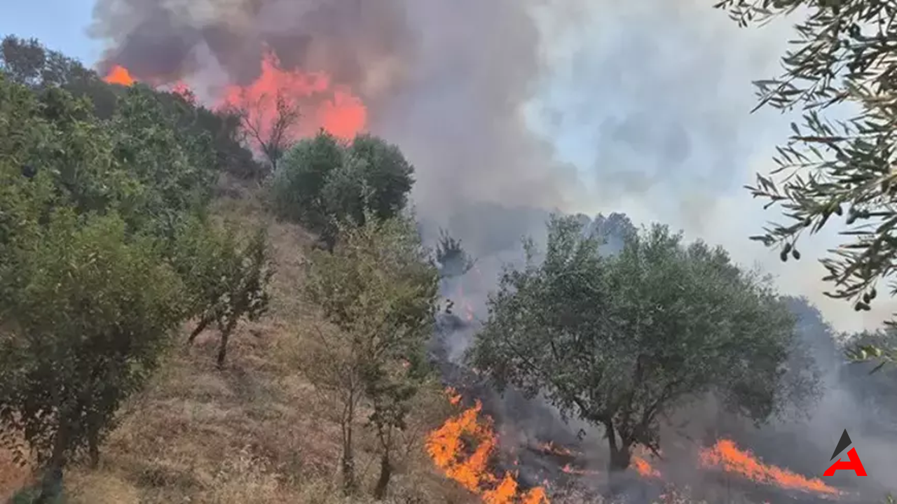 Manisa Turgutlu'da Alarm Tarla Yangını Ormanlara Sıçradı, Müdahale Büyük!