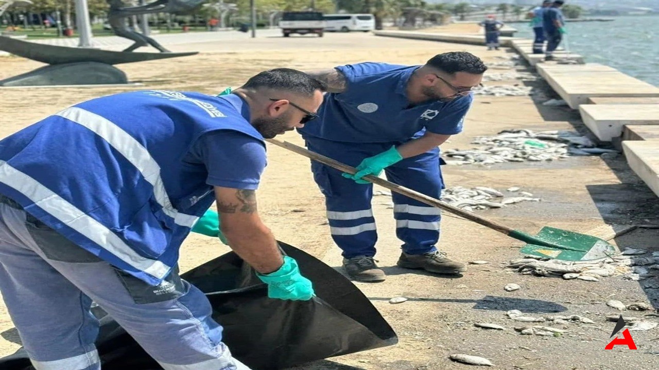 Balık Ölümleri Artarak Devam Ediyor!