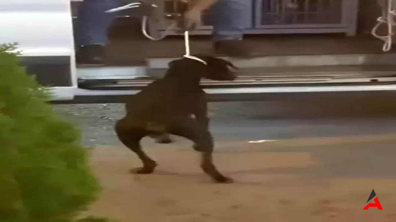 Tokat'ta Doberman Dehşeti