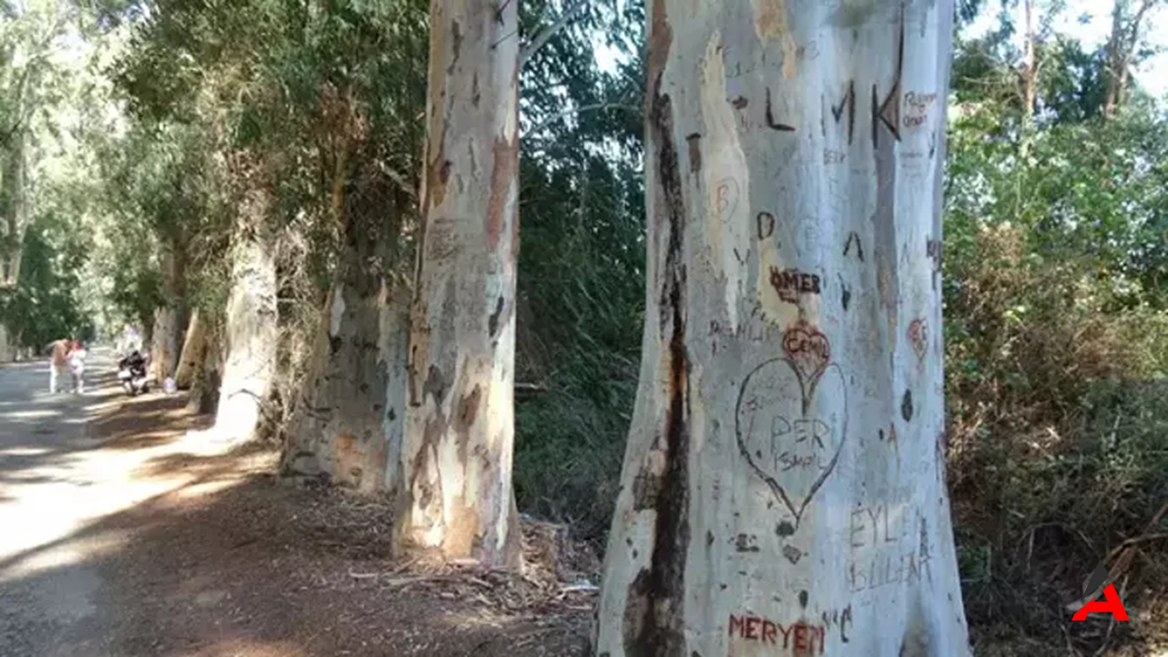 86 Yıllık Aşıklar Yolu Ağaçlarına Yazık Edildi