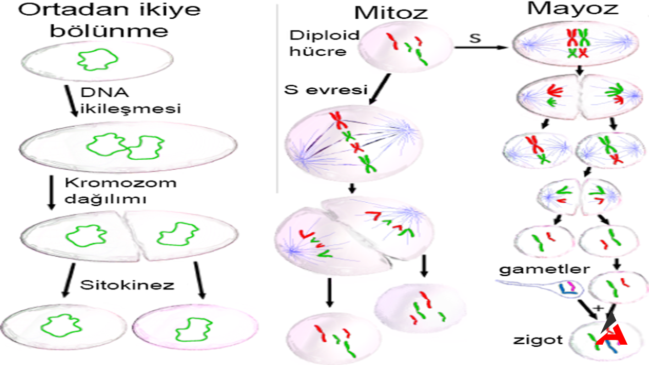 Hücre Bölünmesi Ve Canlıların Sürekli Yenilenme Sırrı1