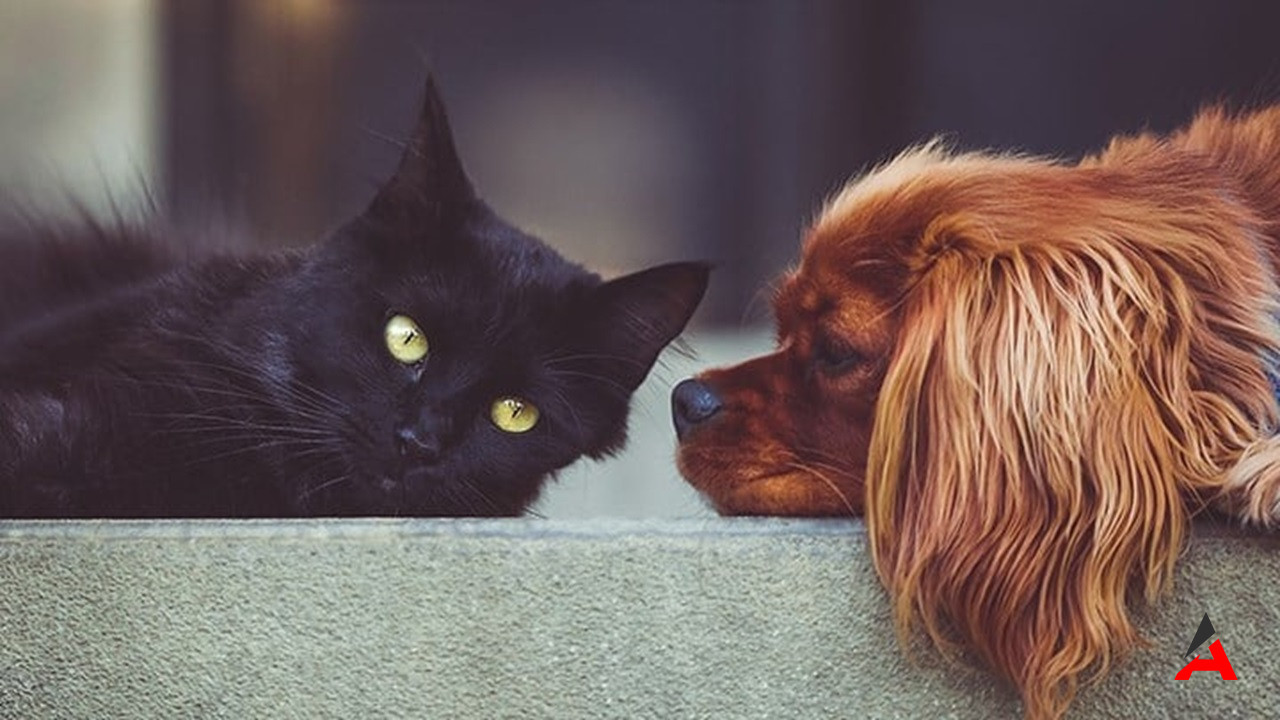 Rüyada Kedi Ve Köpek Görmek Dostluk Mu, Düşmanlık Mırüya Yorumları1