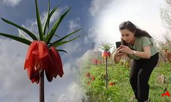Hakkari'de Ters Laleler Çiçek Açtı: Zarar Verenlere Ceza Kesilecek!