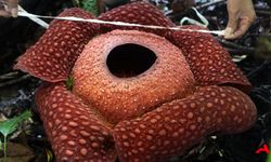 Ceset Çiçeği (Rafflesia Keithii) Ceset Kokusu Yayan Nadir Çiçek