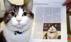 Oscar: Huzurevindeki Ölüm Habercisi Kedi