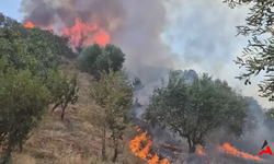 Manisa Turgutlu'da Alarm: Tarla Yangını Ormanlara Sıçradı, Müdahale Büyük!