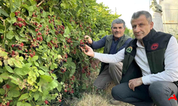 Hakkari'nin Yüksekova İlçesinde Böğürtlen Hasadı Başladı: Kilo Fiyatı 50 TL