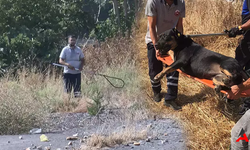 Sokak Köpeklerinin Saldırısına Uğrayan Ayhan Özçelik'in Ölümü Sonrası Belediyeden Hızlı Müdahale