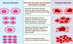 Hücre Bölünmesi ve Canlıların Sürekli Yenilenme Sırrı