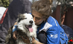 Kahramanmaraş’ın Kahraman Köpeği Alex Zehirlenerek Öldürüldü