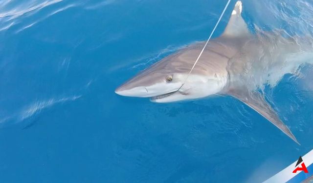 Antalya'da Sıra Dışı Av: Balıkçının Oltasında 25 Kilo Köpek Balığı!
