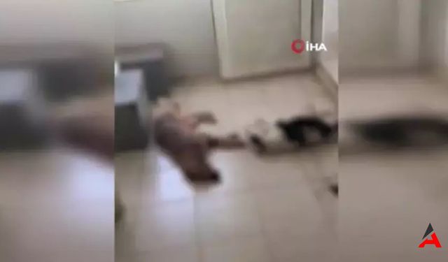 İzmir'de Barınak Skandalı Kemalpaşa'da Onlarca Köpek Katledildi, Tepkiler Büyüyor!