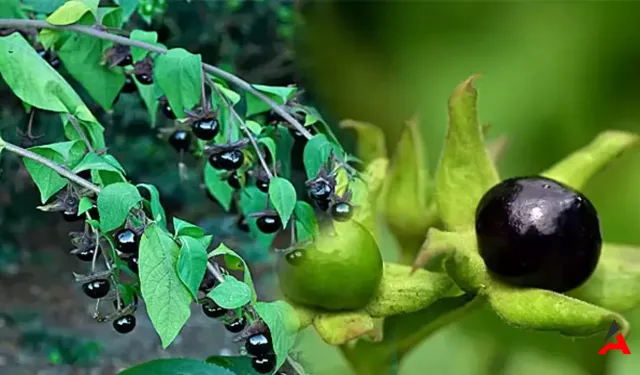 Güzel Avrat Otu: Tehlikeli Güzelliğin Ardındaki Ölümcül Bitki!