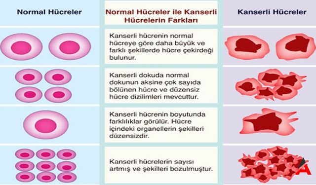 Hücre Bölünmesi ve Canlıların Sürekli Yenilenme Sırrı