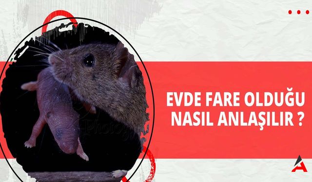 Evde Fare Olduğunu Nasıl Anlarız?