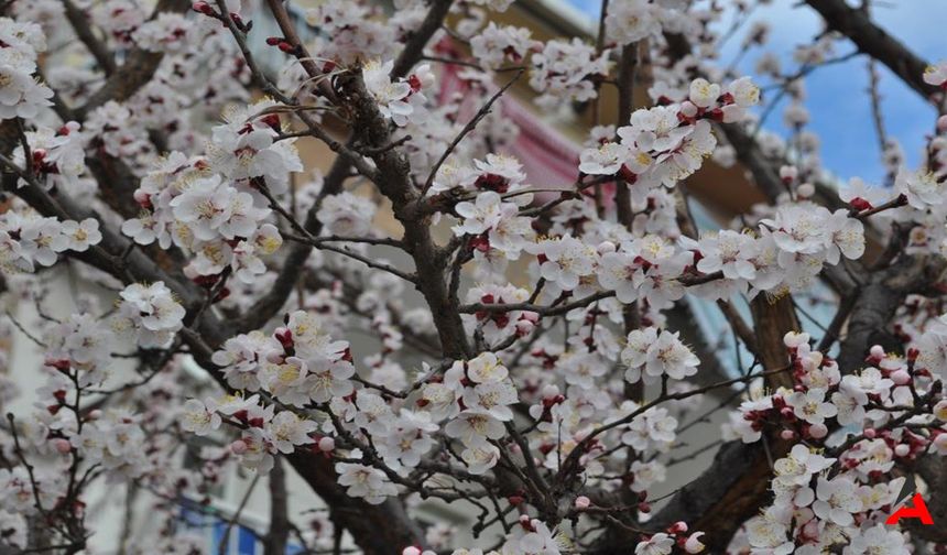 Eskişehir'de Baharın İzleri: Kayısı ve Erik Çiçekleri Büyülüyor!
