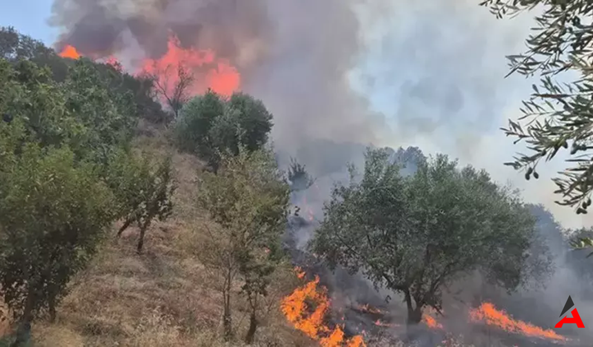 Manisa Turgutlu'da Alarm: Tarla Yangını Ormanlara Sıçradı, Müdahale Büyük!