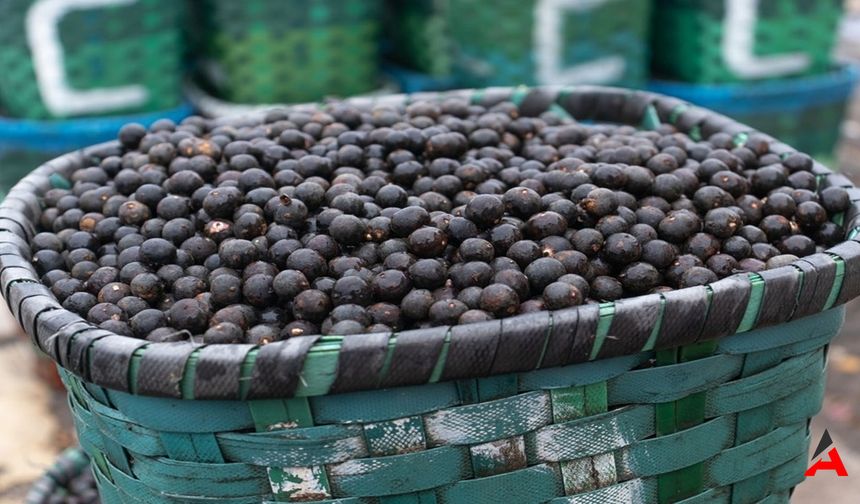 Acai Üzümü Mucizesi: Bağışıklığınızı Güçlendirin, Enerjinizi Artırın!