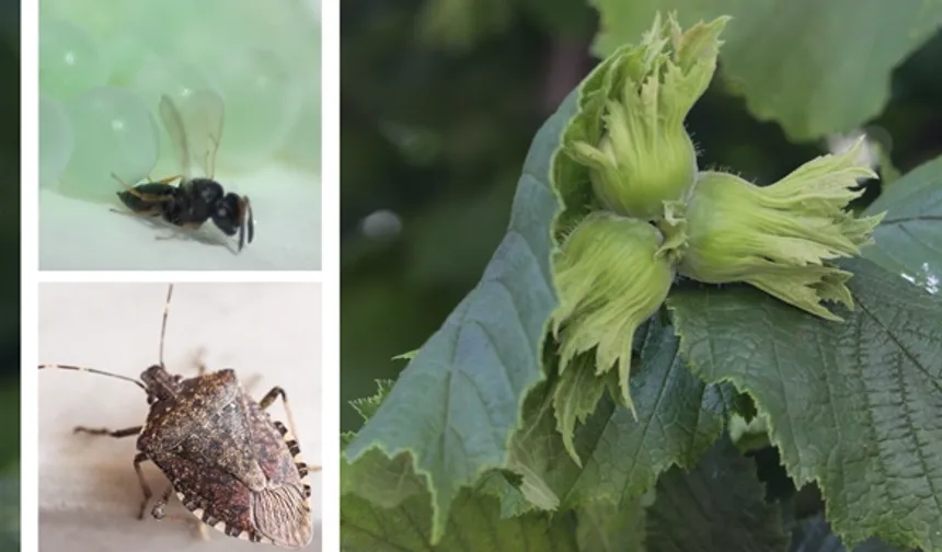 Kahverengi Kokarca ile Mücadele İçin Samuray Arıları Salındı