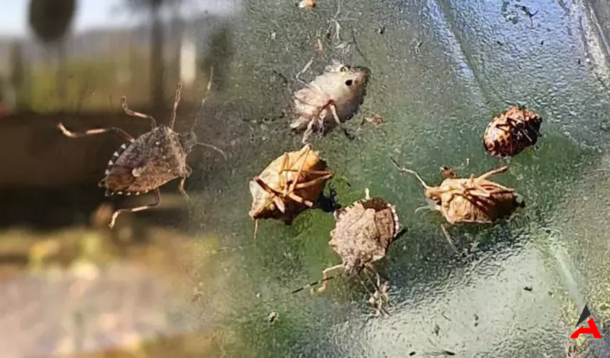 Bilecik'te Kahverengi Kokarca Alarmı! İl Tarım Müdürü’nden Önemli Uyarılar